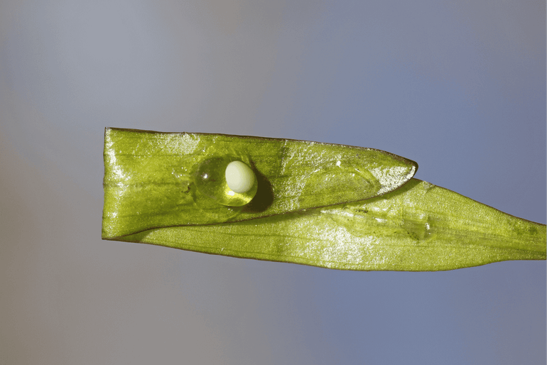 Eitje van een kamsalamander