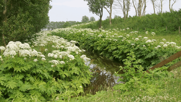 De reuzenberenklauw groeit hier al sinds de 19de eeuw
