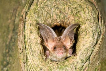 Gewone grootoorvleermuis