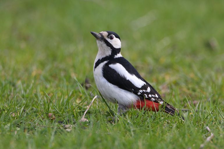 Grote bonte specht in het gras