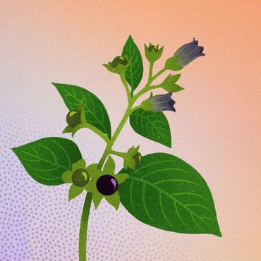Wolfskers (Atropa bella-donna)
