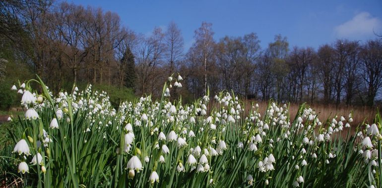 Hooiland met zomerklokjes waarin wilde kievitsbloem gedijen, Hortus Nijmegen