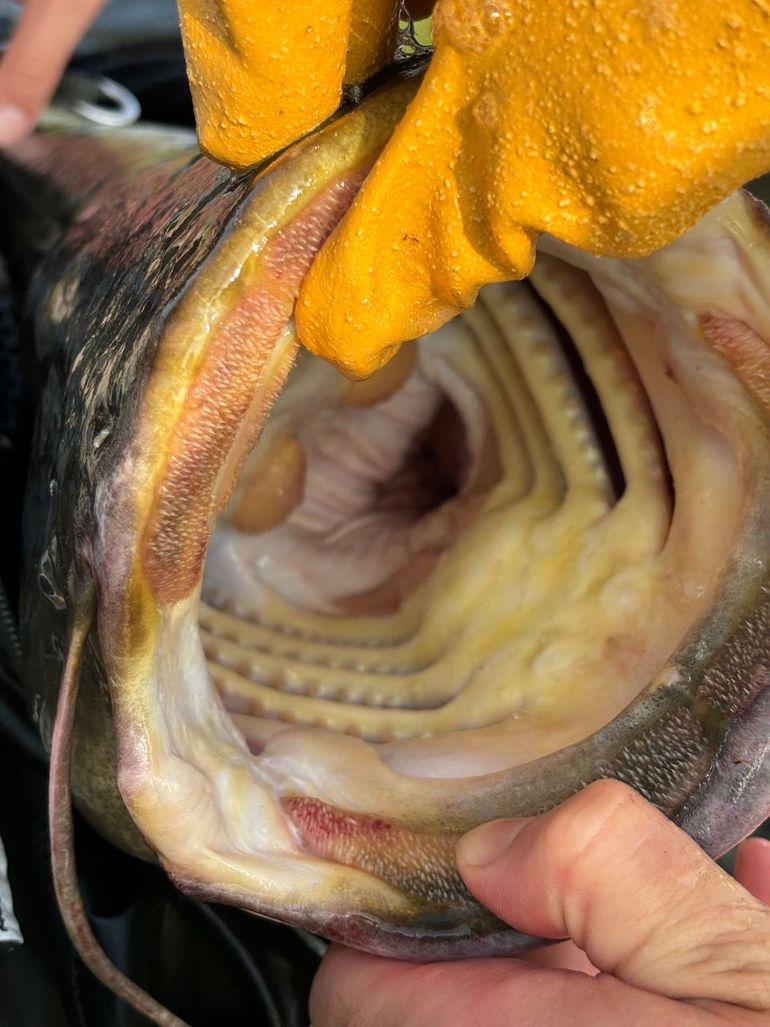 Kijk eens diep in de bek van een meerval