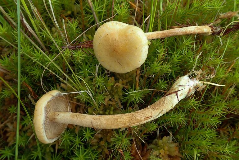 Veenmosbundelzwam
