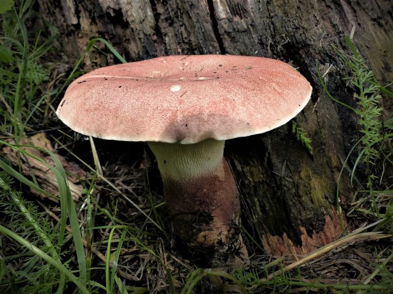 De Korrelige taaiplaat is een ernstig bedreigde paddenstoel die ook voorkomt in het Kralingse bos