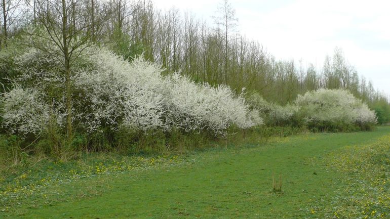 Bosranden vormen een mooie overgang van het ene naar het andere biotoop