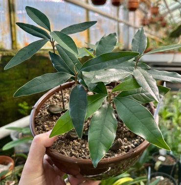 Pycnandra acuminata-kiemplanten in de collectie van de Hortus botanicus Leiden