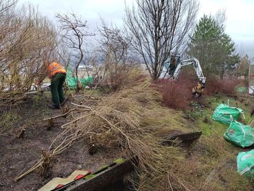 Als eerste werden de takken van de aangeplante struikasters afgezaagd