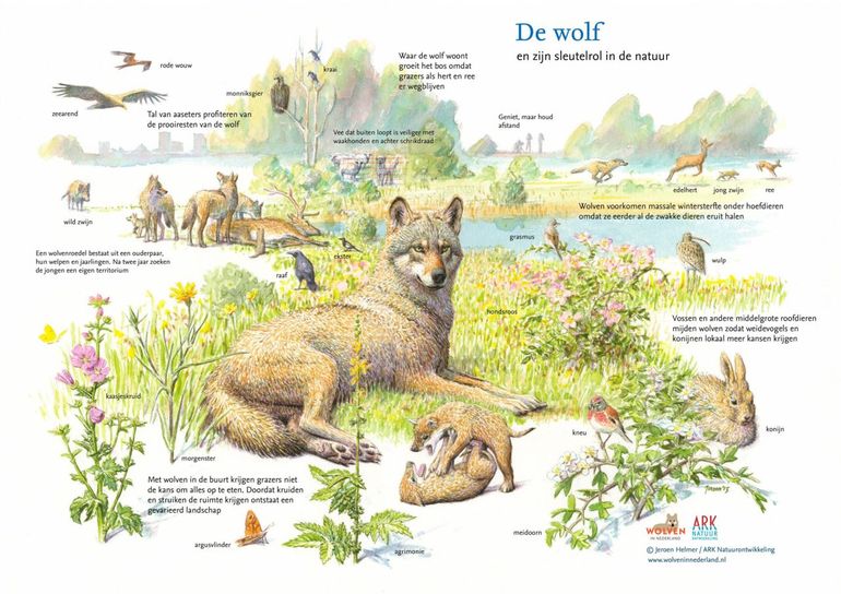 De wolf speelt een belangrijke rol in de natuur