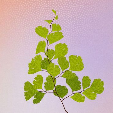 Venushaar (Adiantum venustum)