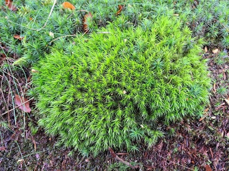 Van alle gaffeltandmossen, is gewoon gaffeltandmos de meest algemene