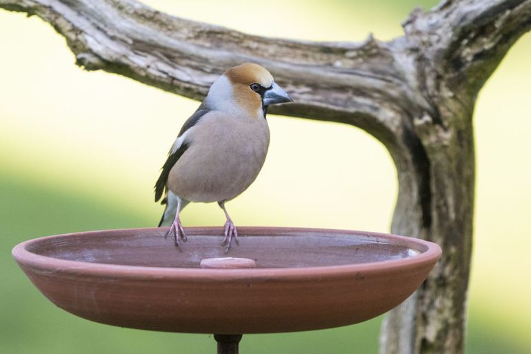 Appelvink