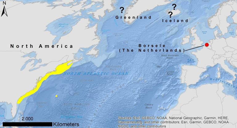 Verspreidingskaart van Atlantische menhaden met het natuurlijke verspreidingsgebied langs de Noord-Amerikaanse kust in geel en de vangstlocatie in de Westerschelde (rode stip). De niet geverifieerde waarnemingen bij Groenland en IJsland zijn aangeduid met vraagtekens