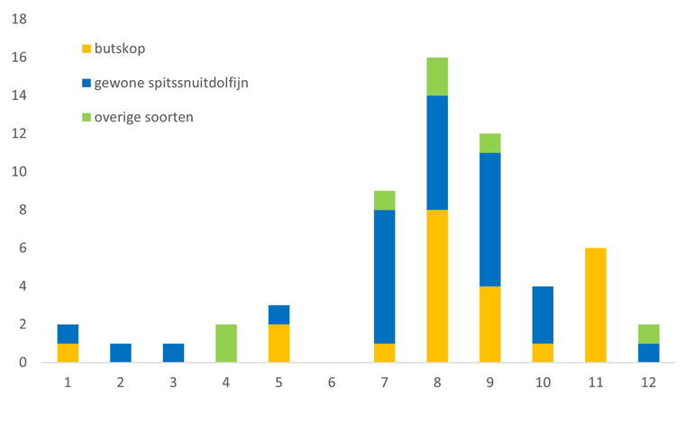 Maandelijkse verdeling van strandingen van vijf soorten spitssnuitdolfijnen in Nederland, 1900-2022. De maanden zijn aangegeven met de nummers 1 -12