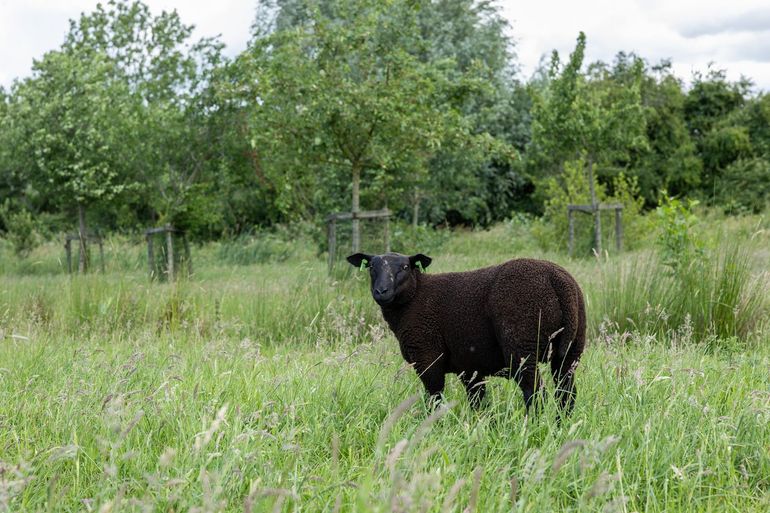 In de boomgaard is voor elk kleinkind een fruitboom gepland
