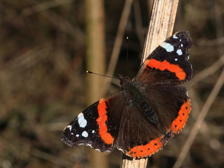 Het aantal atalanta's in Nederland is de laatste jaren aan het toenemen