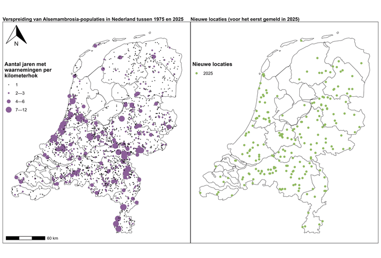 Verspreiding (hotspots) van Alsemambrosia in Nederland op basis van kilometerhokken met gevalideerde waarneming in de periode 1975 tot en met 2025, vergeleken met nieuwe locaties met Alsemambrosia in 2025
