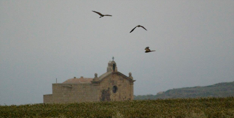 Grauwe Kiekendieven tijdens de najaarstrek in Malta.