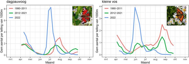 Gemiddelde aantallen van dagpauwoog en kleine vos in de routes van het Meetnet Vlinders. De blauwe lijn is van 2022