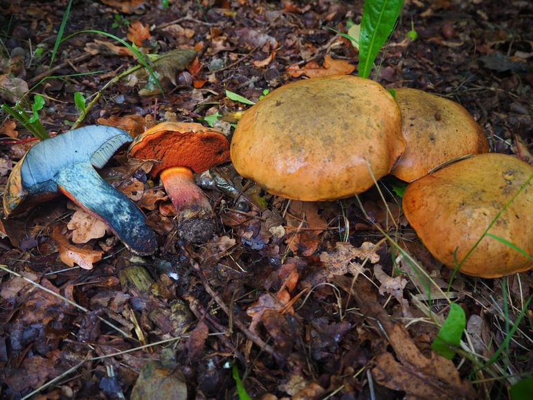 De Smalsporige heksenboleet (Suillellus mendax) wordt verrassend vaak in de Staatsbossen van Schoorl aangetroffen