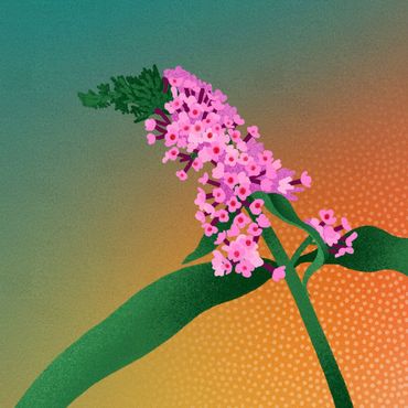 Illustratie van de vlinderstruik, een stoepplant die profiteert van het veranderende klimaat