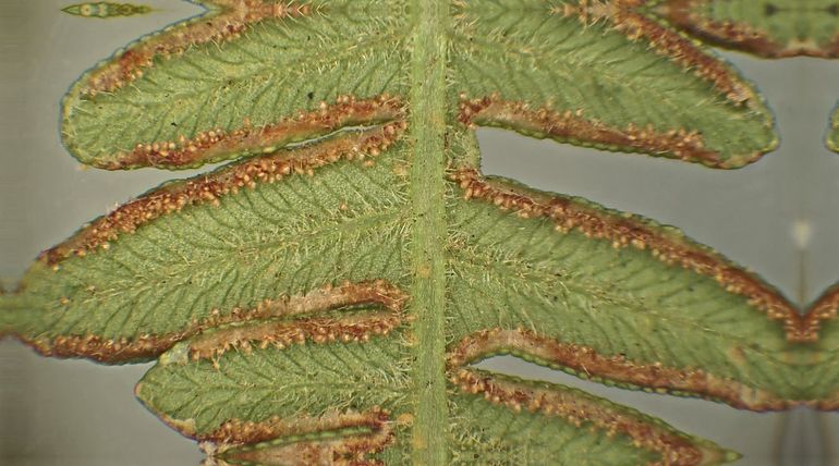 Adelaarsvaren met sporenkapsels
