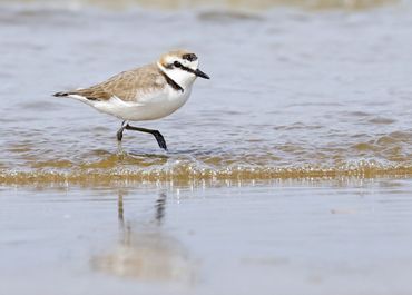 Strandplevier