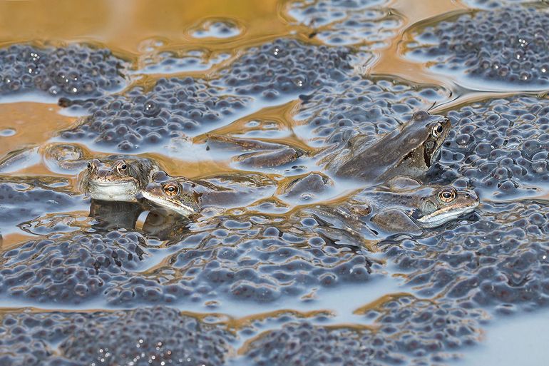 Bruine kikkers op hun kikkerdril
