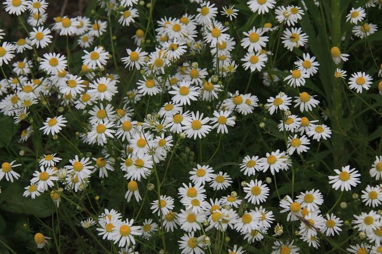 Bloeiende echte kamille, van de gedroogde bloemen maakt men thee