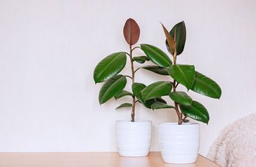 De bekende kamerplant Ficus elastica, de Indische rubberboom, is nauw verwant aan de vijgenboom