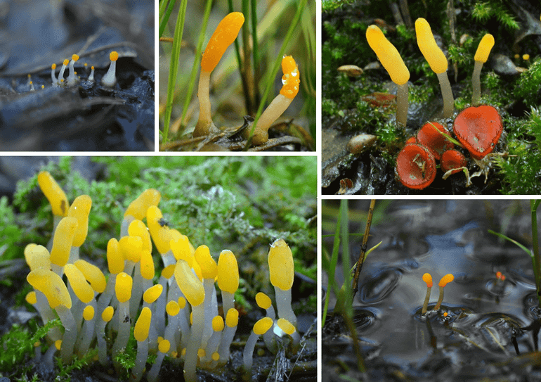 Het Beekmijtertje (Mitrula paludosa)