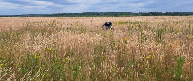 Nestonderzoek in het grasland van een vliegbasis van Defensie