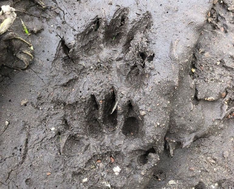 Pootafdruk van een das