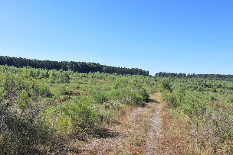 Dit hellingveen, de Fagne Poulon, hoog in de Ardennen, vormt de bron van de Aisne en is onderdeel van het complex van hoogvenen en hellingvenen waar ook de Hautes Fagnes bij horen. De fijnsparbossen op de achtergrond staan op rabatten in veraard veen. De Aisne zelf is tot diep in het veen verlengd met gegraven sloten, waardoor het veen nog steeds verdroogt