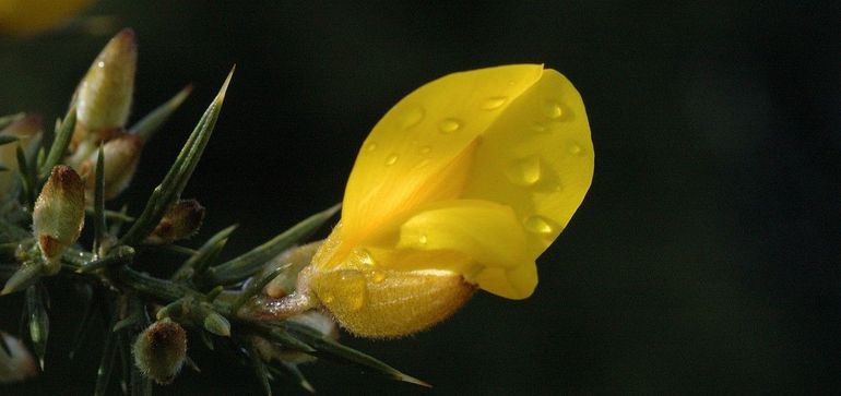 Bloem van Gaspeldoorn