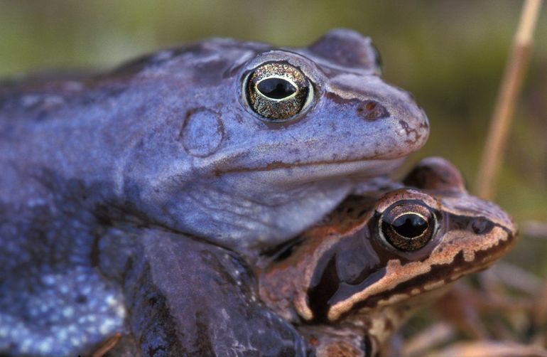 Net als de bruine kikker plant de heikikker zich vroeg in het jaar voort. De velden met eiklompen zijn zo vanaf de tweede helft van maart te vinden