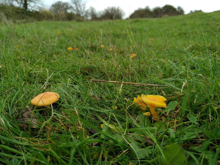 Concentraties van bedreigde paddenstoelen bevinden zich vaak in tamelijk onooglijke grasvegetaties, zoals hier in de Middelduinen met links de Weidewasplaat (Hygrocybe pratensis) en rechts de Elfenwasplaat (Hygrocybe ceracea)