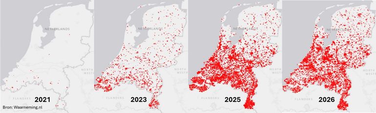 Waarnemingen (1-kilometerhok) van de geelpoothoornaar gemeld in 2021, 2023, 2025 en 2026 (tot en met 20 september)