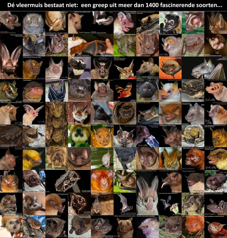Een greep uit 1454 soorten vleermuizen. Klik op de foto voor een groter formaat