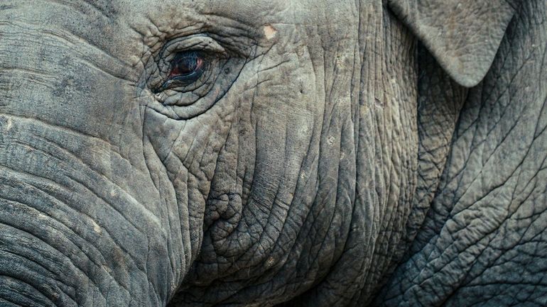 Aziatische olifant