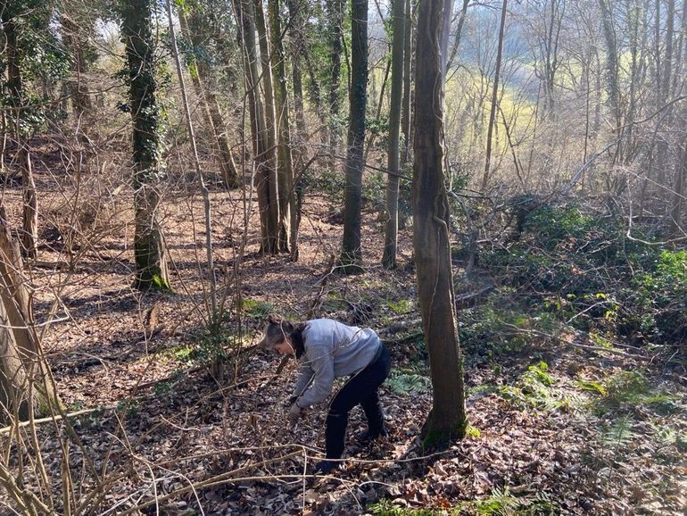 Nienke Visser verzamelt accessies van Kruisbes in Zuid-Limburg