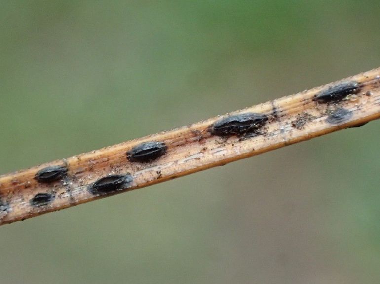 Dennennaaldspleetlip