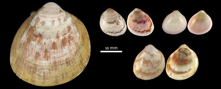 The new species are small, certainly in comparison with Laevicardium crassum from the Dutch North Sea on the left (up to 75 millimeter). Top center: Laevicardium caribbaeum (up to 17 millimeter). Top right: Laevicardium solidum (up to 13 millimeter). Bottom right: Laevicardium globotriangulare (up to 22.5 millimeter)