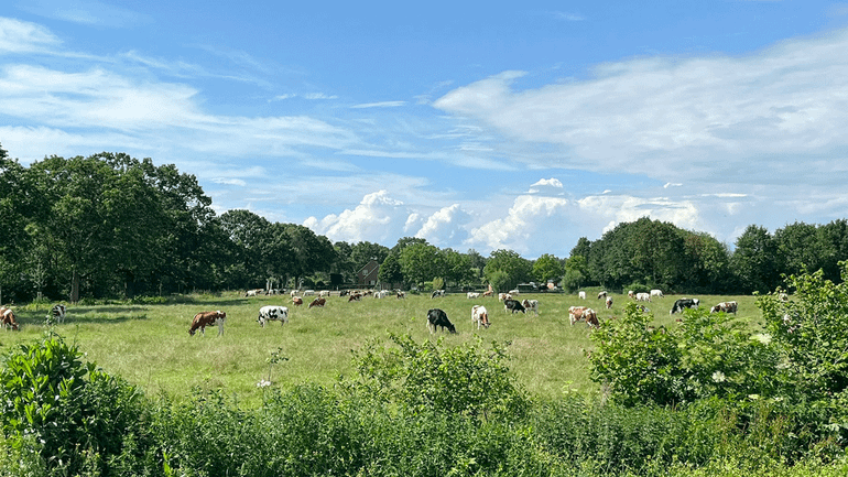De koeien van de familie Tegenbosch grazen op land dat grenst aan het Leenderbos