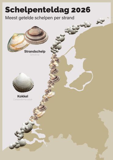 De meest gevonden schelpen per strand