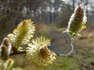 Boomblauwtje (een popoverwinteraar) op wilg