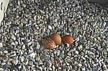 Eieren met kleurverschil
