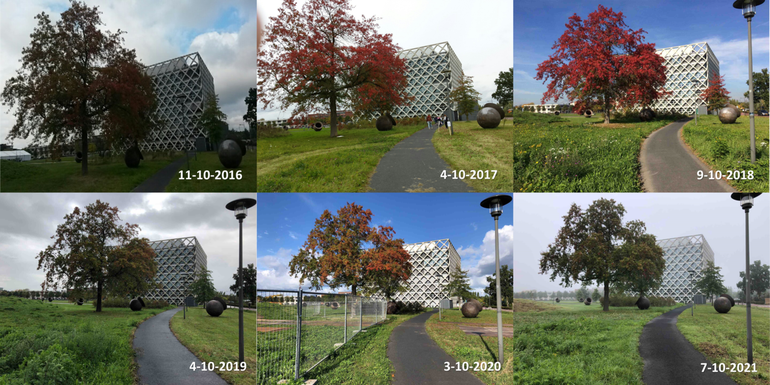 Verschil in mate van bladverkleuring van een moseik op de campus van Wageningen University rond begin oktober in de jaren 2016 tot en met 2021