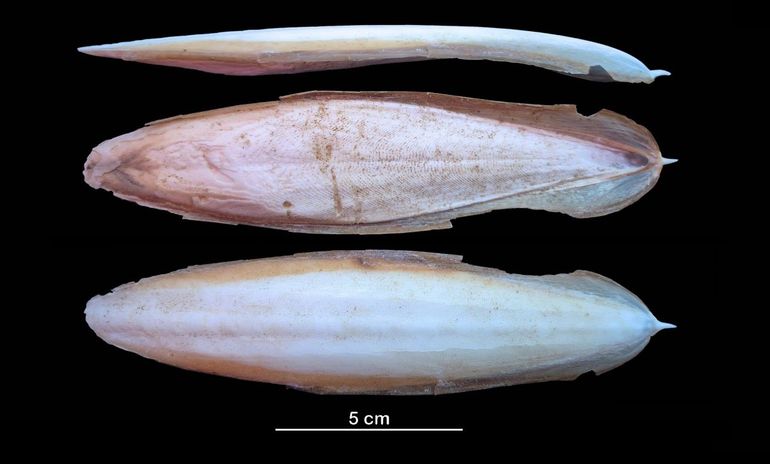 Rugschild van de Slanke zeekat (Sepia bertheloti), deze zomer gevonden op Texel. Deze is iets groter dan in de literatuur wordt aangegeven