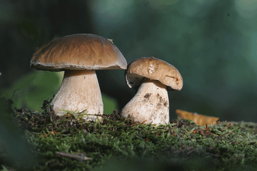 Het gewoon eekhoorntjesbrood werkt samen met bomen